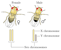 Xy Sex Determination System Wikipedia