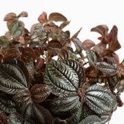 Image result for Pilea bambuseti