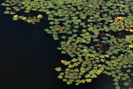 Image result for Trapa natans