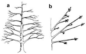 Growing Pecans In North Carolina Nc State Extension