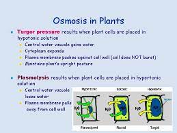 You've reached the end of your free preview. Cell Membrane Structure Plasma Membrane Outer Membrane Defines