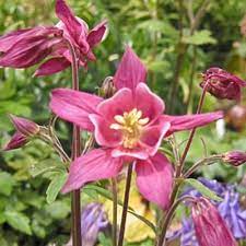 Pin On Flowers