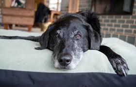 Rottweilers don't need their tails docked. 5 Reasons Your Dog S Hair Is Turning White