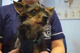 Pet euthanasia at home uk. Pet Euthanasia At Home Uk The Y Guide