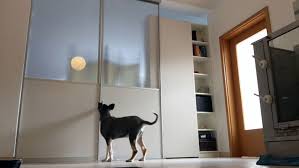 Leider gibt es keine aktuellen termine mit dem referent dr. 5 Tagiges Ferienseminar In Den Bundner Bergen Cumcane Familiari Die Ausbildung Fur Hundetrainer Innen