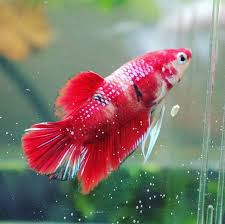 I Found A Photo Of Raspberry When I First Got Him Sadly He Passed Away Last Month Of Old Age Its Been A Privilege To Watch Him Ch In 2020 Koi