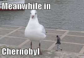 It will be published if it complies with the content rules and our moderators approve it. Animal Comedy Chernobyl Animal Comedy Animal Comedy Funny Animals Animal Gifs Cheezburger