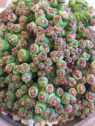 Cactus and succulent care for beginners. This Won A Ribbon At The Cactus And Succulent Society Of San Jose Annual Show Reposted On R Trypophobia Succulents