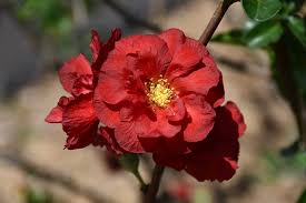 Maybe you would like to learn more about one of these? Double Take Scarlet Flowering Quince Chaenomeles Speciosa Scarlet Storm In Boston Hopkinton Chelmsford Hingham Middleborough Massachusetts Ma At Weston Nurseries