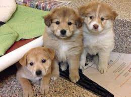 The Westland Michigan Humane Society Has Some Adorable Border Collie Cross Puppies Available For Adoption I Suspect Puppies Responsible Pet Owner Pet Adoption