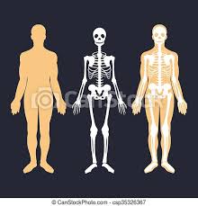The main osseous landmarks facilitate. Human Body And Skeletal System Flat Illustrations Set Body Silhouette Skeleton And Bones Inside Body Educational Anatomy Canstock