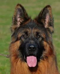 We passed the german shepherd breeder inspection o n july 24th, 2018 with flying colors. Red And Black German Shepherd Puppies For Sale In Florida Pets Lovers