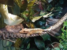 Paracord Vine Etsy Crested Gecko Diy Crested Gecko Reptile Room