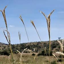 Image result for Ischaemum afrum