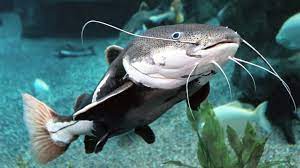 Minyak ikan untuk ibu hamil disarankan karena diklaim lebih baik daripada mengonsumsi daging ikan yang berisiko tinggi mengandung merkuri. Kaya Nutrisi Ini 5 Manfaat Ikan Lele Yang Sayang Dilewatkan