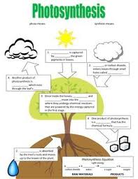 photosynthesis flowchart photosynthesis activities