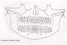 meridians the tooth body connection holistic health