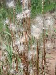 Image result for Andropogon festuciformis