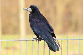 Saatkrähe f (genitive saatkrähe, plural saatkrähen) rook (bird) declension. Saatkrahen Bielefeld