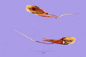 Image result for Sorghum arundinaceum