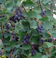 Image result for Amelanchier alnifolia