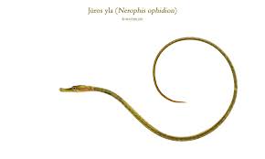 Image result for Tinnea vestita