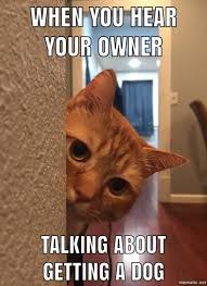 This Picture Of Edgar Made A Perfect Meme Best Cat Memes Cat Memes Funny Cute Cats