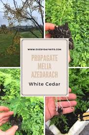 Image result for Melia azedarach