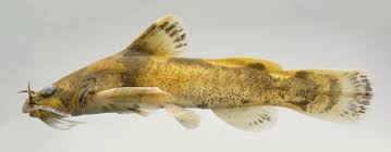 Image result for Platostoma montanum