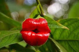 Image result for Psychotria succulenta