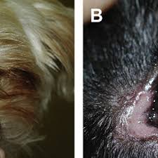 Chihuahua weenie dog full body profile in studio portrait. Pdf Canine Conjunctivitis And Blepharitis