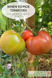 Harvest time for tomatoes occurs at the end of their growing season usually late summer once the tomatoes are at. Mgpjfkxkit Xcm