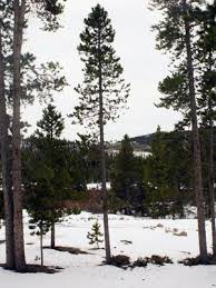Colorado S Major Tree Species Colorado State Forest Service Colorado Blue Spruce Bristlecone Pine Backyard Trees