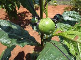 Image result for Solanum aethiopicum