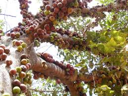 Image result for Ficus sansibarica