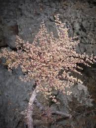 Image result for Obetia