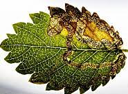 Image result for Stigmella lemniscella