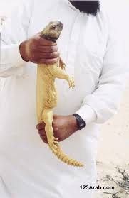Rasulallah pernah melihat khalid memakan daging dhab (biawak padang pasir), namun beliau tidak melarang juga tidak ikut memakannya. Dhabb Binatang Reptil Yang Sering Disebut Sebut Dalam Hadits Al Madinah Pekanbaru