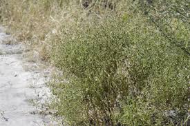 Image result for Hermannia glanduligera