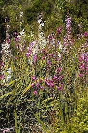 Image result for Watsonia