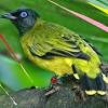 Dimana burung cucak jenggot jantan mempunyai ciri yang menonjol seperti mempunyai ukuran tubuh yang lebih besar dan terlihat simetris apabila dilihat dari kepala hingga ekornya. 1