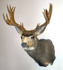 Rock with real sage brush and grass. Custom Mule Deer Mounts