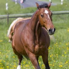 Horse trivia questions and answers interesting equine facts. Animal Archives Trivia Qq