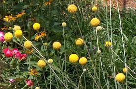 How To Grow Craspedia Billy Buttons Colorful Landscaping Billy Buttons Plants