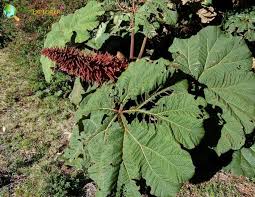 Image result for Myrothamnaceae