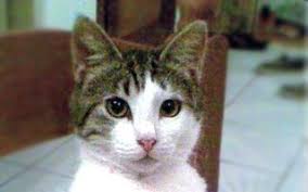 They may also have ancestry from the bombay, burmilla, and tiffanie breeds. The Ultimate Guide To Different Types Of Cat Breeds 100 Feline Breeds