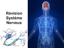 Revision Systeme Nerveux Pdf Etude Az