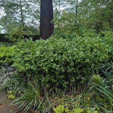 Image result for Humularia meyeri-johannis