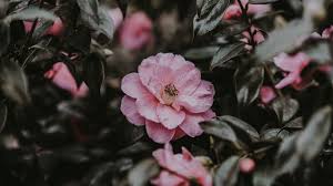 Free download latest collection of aesthetic wallpapers and backgrounds. Pink Floral Wallpaper Laptop
