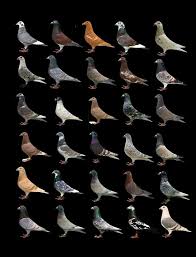 Homing Pigeon Print Wall Art Pet Pigeon Pigeon Breeds Racing Pigeons